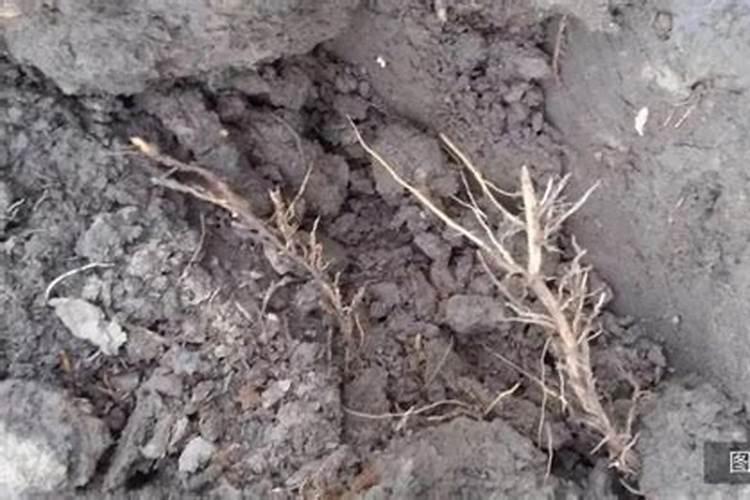 葡萄断根最佳时间