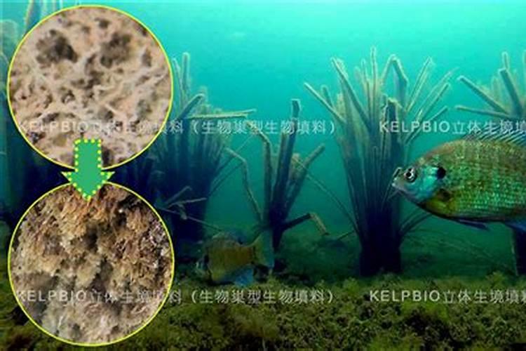 鱼塘水发黑怎么才能让水变清