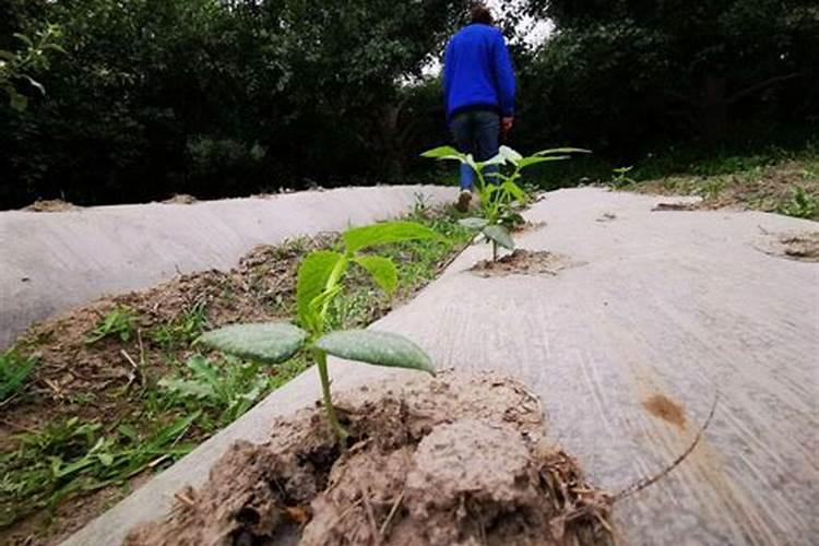 种菜最佳的施肥时间种菜什么时候施肥好呢