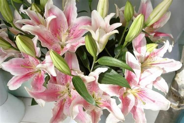 地瓜粉能用酵母发酵吗？