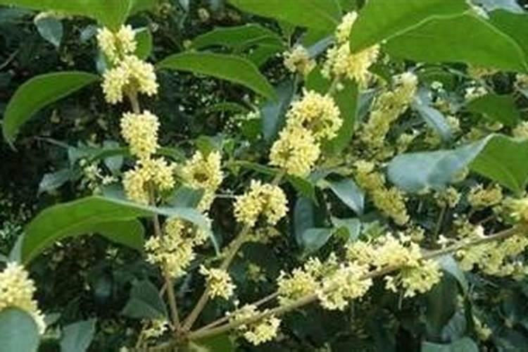 桂花树专用肥有哪些 施肥注意事项