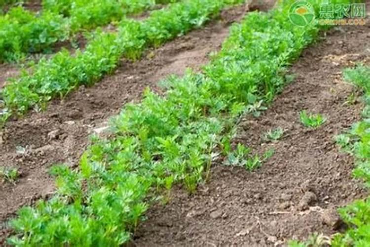 芹菜间苗后冲什么肥料