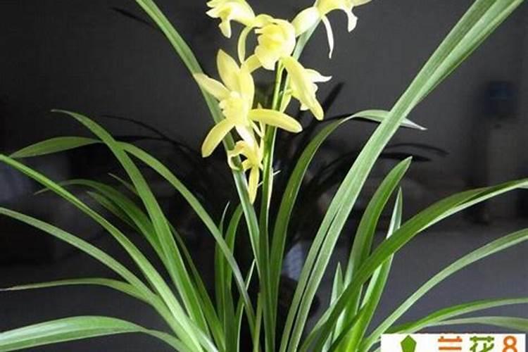 兰花春天什么时候施肥