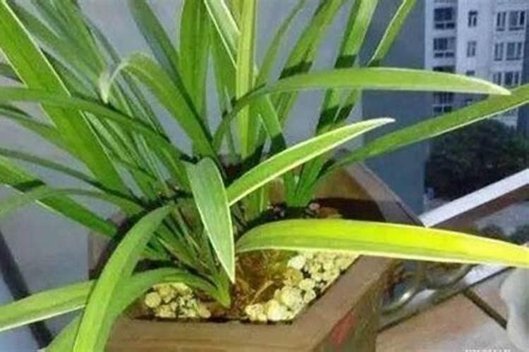 兰花春天什么时候施肥,施什么肥