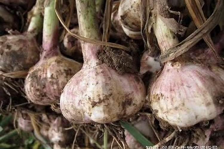 大蒜用哪种肥料最好 大蒜养殖怎么施肥好