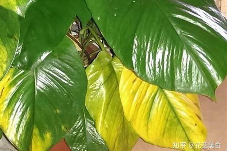 钙肥植物缺钙的表现