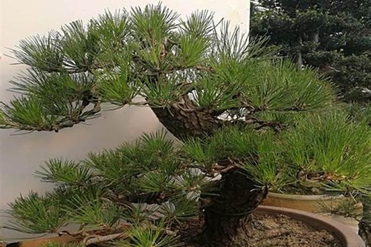 雀梅盆景施什么肥好(雀梅盆景施肥攻略,选用适合的肥料,让您的盆景更...