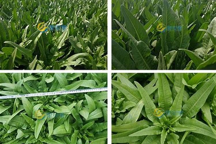 寿光出名的进口肥料名称