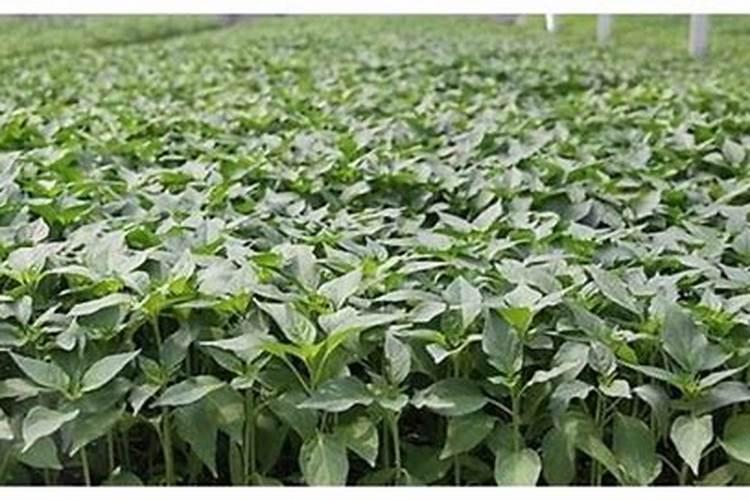 辣椒上正确使用尿素叶面喷施