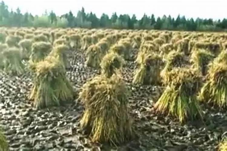 硅肥在水稻的作用及使用方法