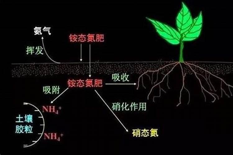 怎样检验铵态氮肥
