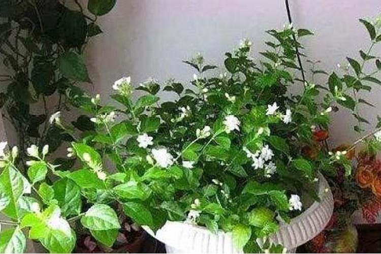茉莉花用尿素使用方法
