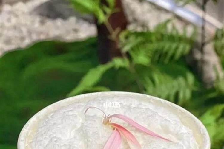 茉莉花用尿素使用方法