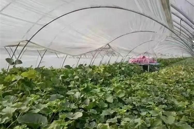 叶面肥什么时候打燃热天打好吗