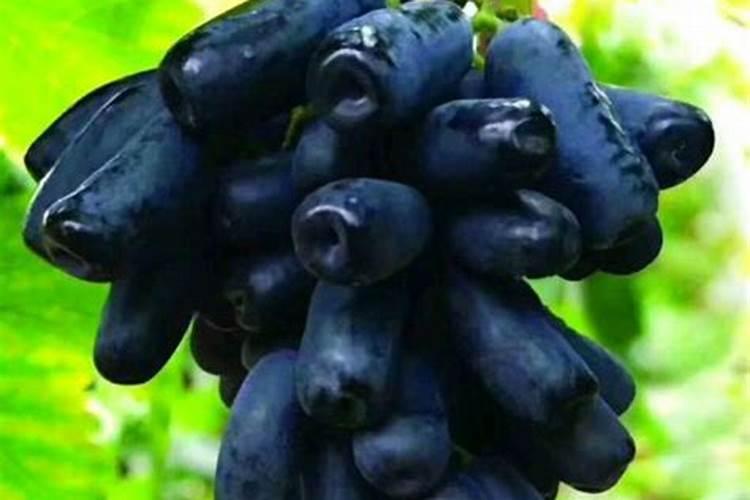 贝达砧兰宝石冬季要埋土吗？