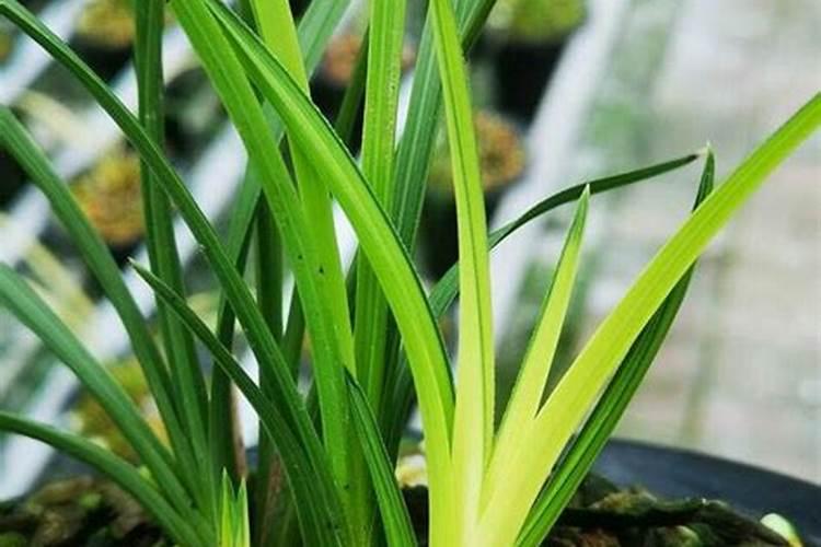 氮磷钾复合肥什么花都可以用吗,可以喷叶面吗