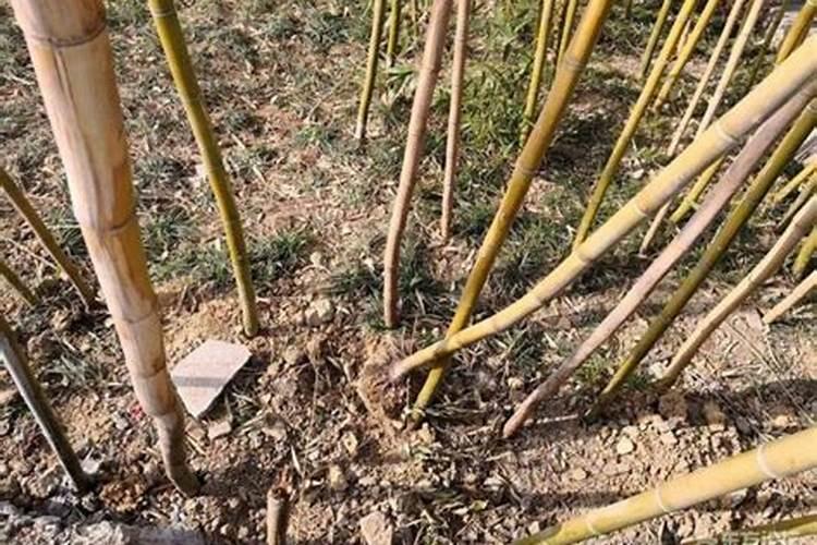 我养的竹子叶子老黄是怎么回事啊