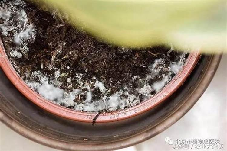 康乃馨小苗错浇了高钾肥怎么办