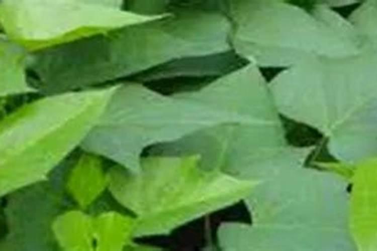 用磷酸二氢钾给红薯控旺是灌根好还是喷叶好？浓度是多少？