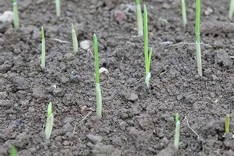 大蒜追施尿素最佳时期