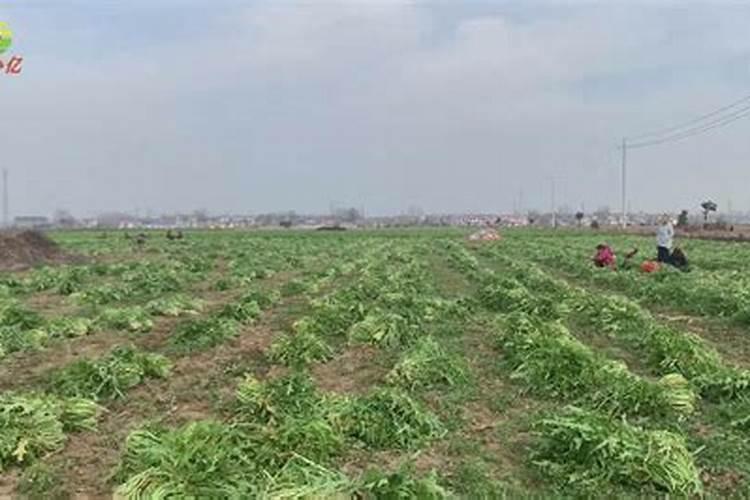 促进水稻分蘖的叶面肥