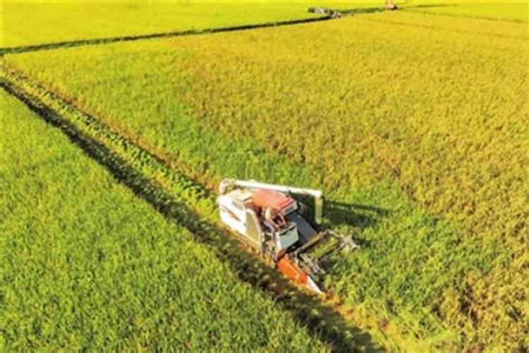 水稻叶面喷磷酸二氢钾一亩地喷多少