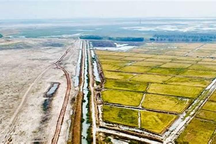 水稻后期贪青晚熟喷施什么叶面肥什么时间喷