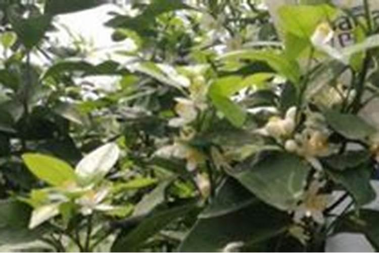 磷钾肥的化肥有哪些