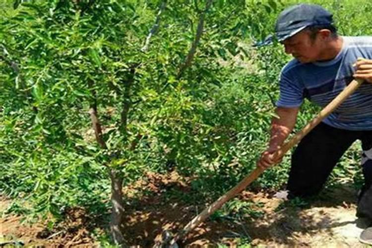 冬枣用什么肥料果实更甜 施肥方法有哪些