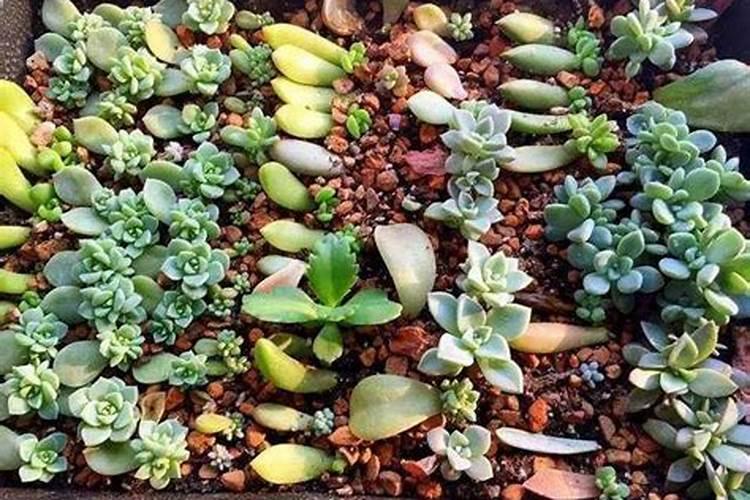 生石花多肉植物生长习性施肥的知识点有哪些