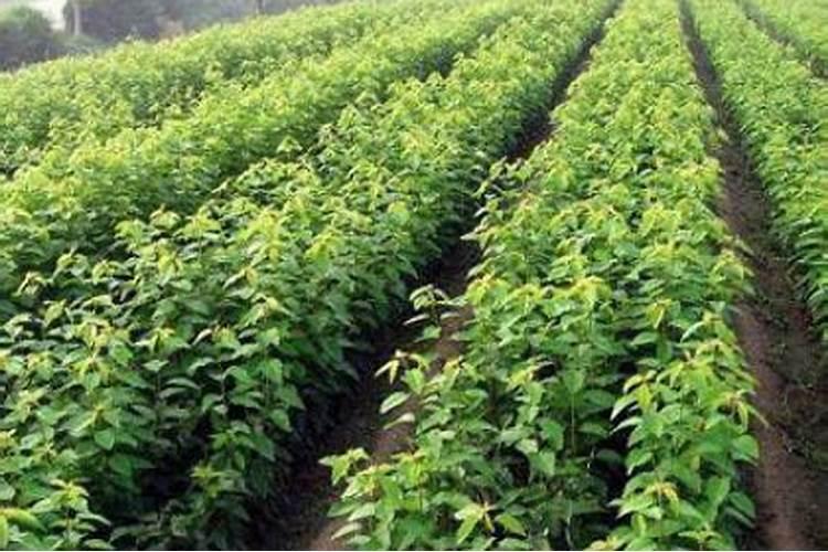 樱桃苗木的施肥追肥要注意哪些问题