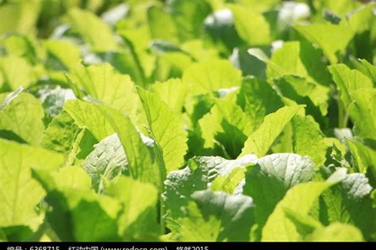 小白菜用什么肥料最好