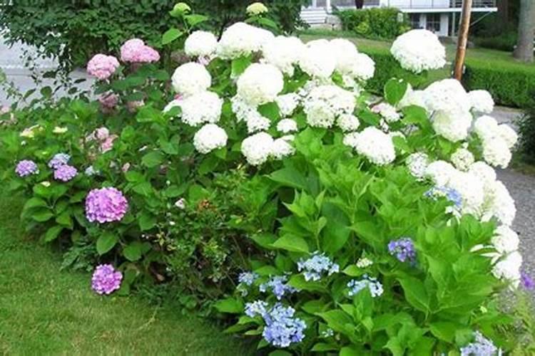 洋绣球花有毒吗 能在家里养吗