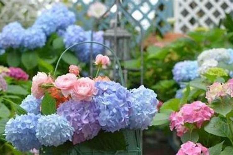 洋绣球花的养殖方法和注意事项
