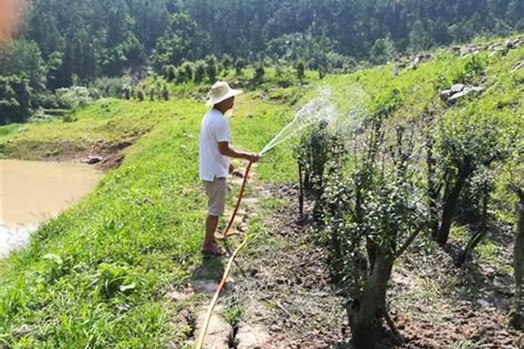 槟榔施什么肥保果