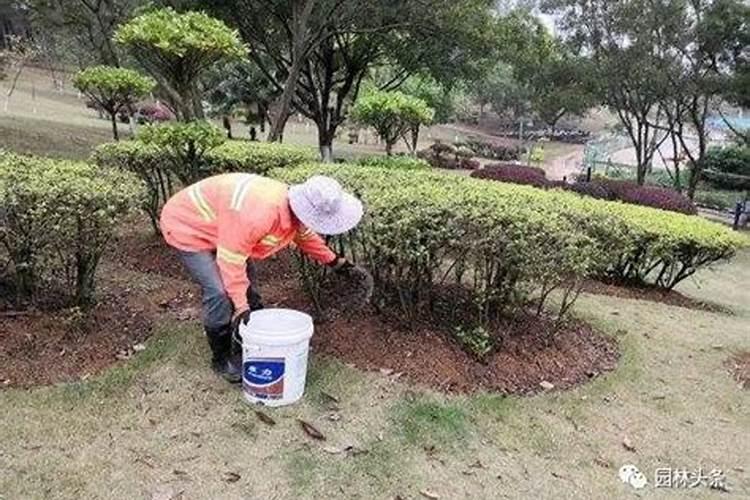 前两天我家西红柿喷的叶面肥多了尖上叶子发黄卷怎么办