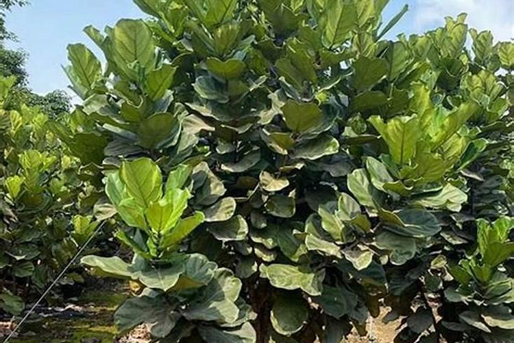 琴叶榕如何施肥叶片大又粗