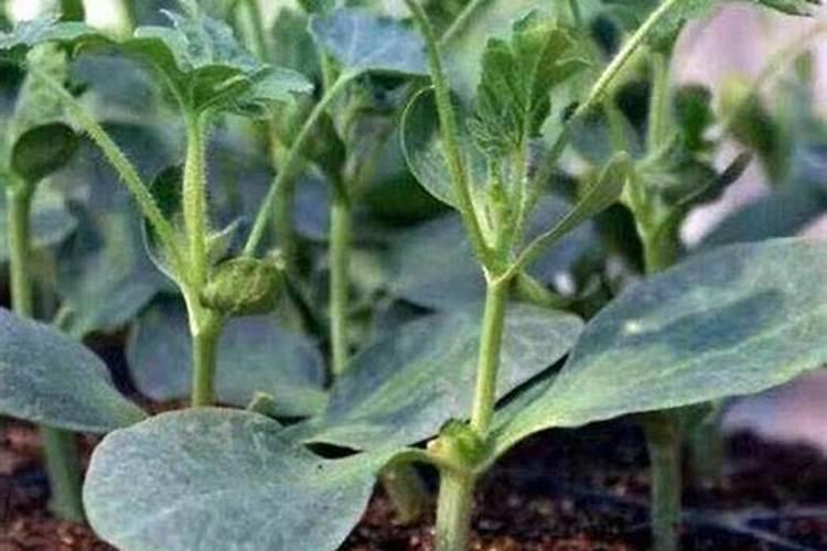 嫁接过的西瓜苗移栽大田后应该用什么肥料灌根