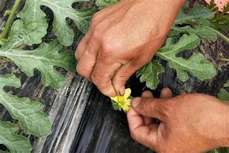 嫁接西瓜为什么容易出现叶缘黄化的现象？