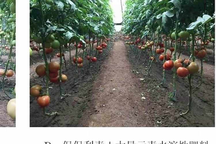 种植高产西红柿如何施肥？