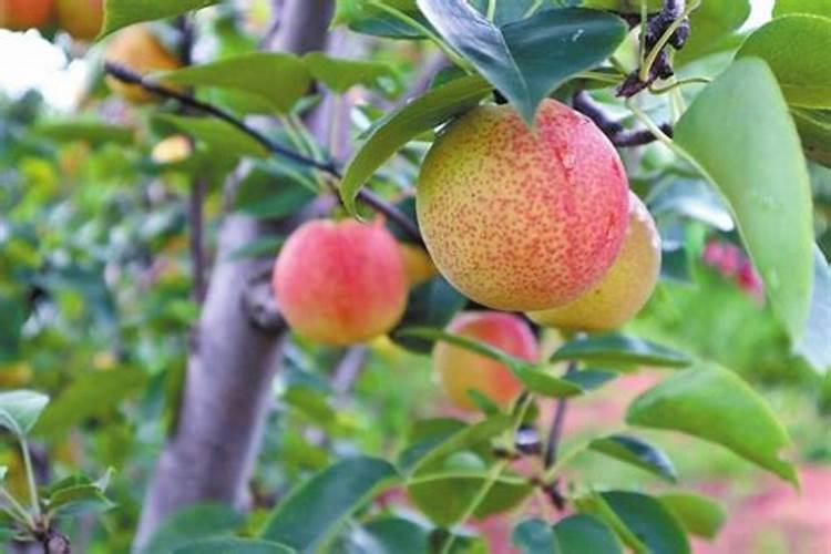 想要梨树增产,梨子膨大,怎么办？需要用什么梨子膨大素好？