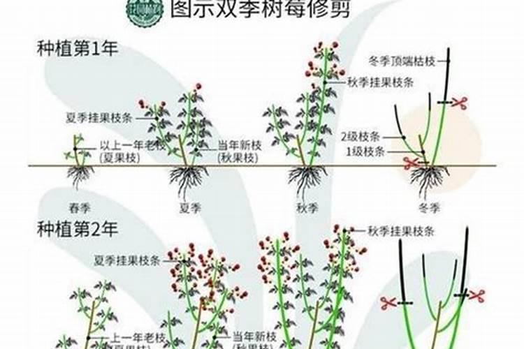 叶面肥什么时间喷最好