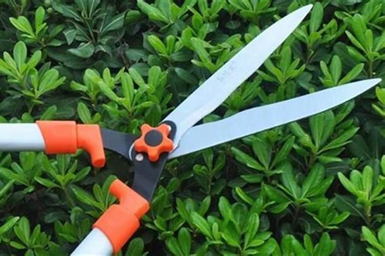 果树无花芽如何办