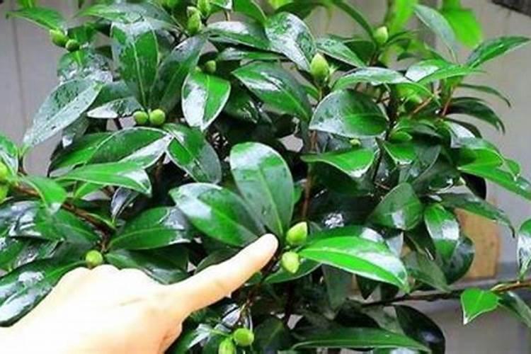 茶花如何施氮肥长得好