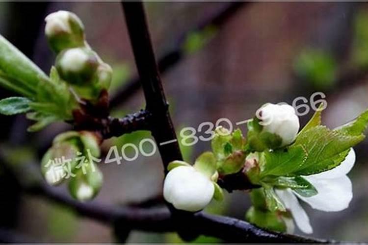 樱桃疏果后可以喷施叶面肥吗？什么叶面肥好？