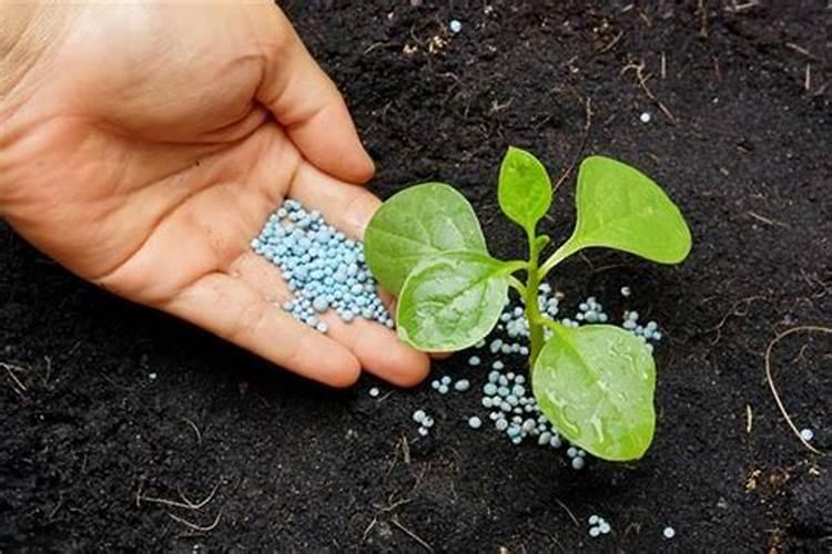 什么是氮肥氮肥的种类及作用