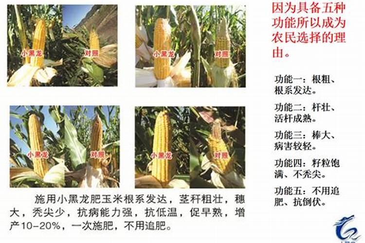 控制玉米生长旺的药