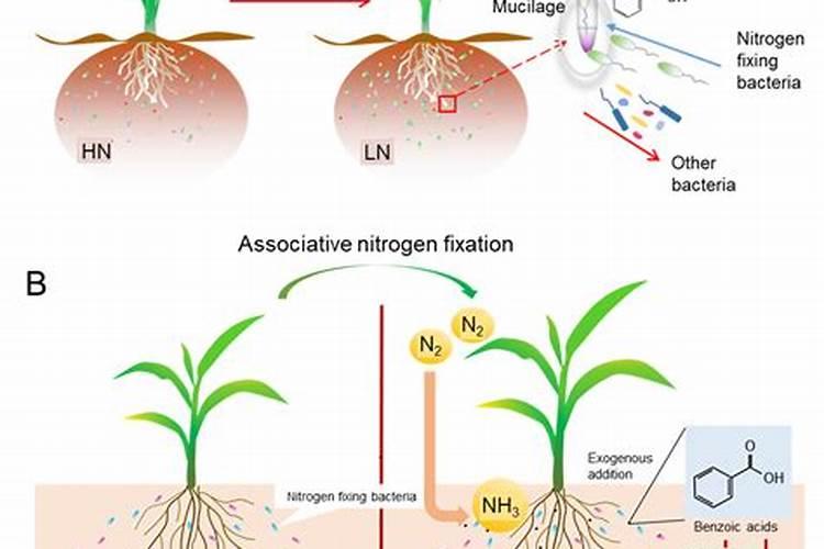 氮肥主要作用有哪些？如何提高氮肥利用率？