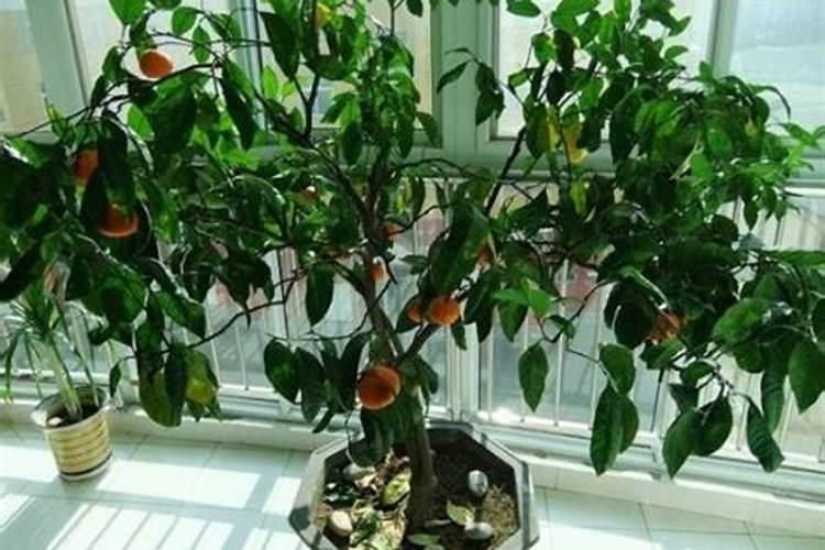 桔子树缺钙怎么办？怎样给桔子树补钙？