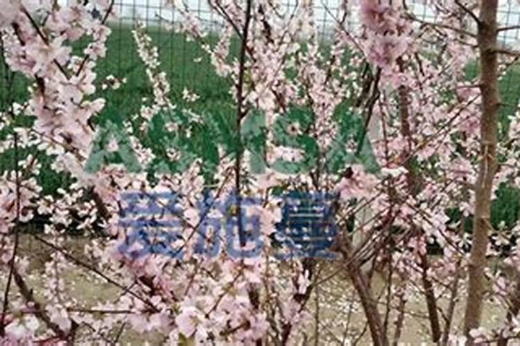 桃树用什么冲施肥最好